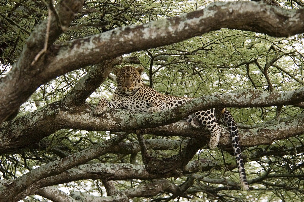 Ndutu Leopard02.jpg - Leopard (Panthera pardus), Ndutu Tanzania March 2006
